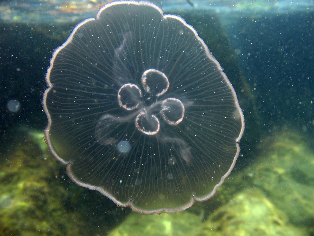 Moon Jelly (Aurelia sp.) St. Andrews State Park, FL Flickr