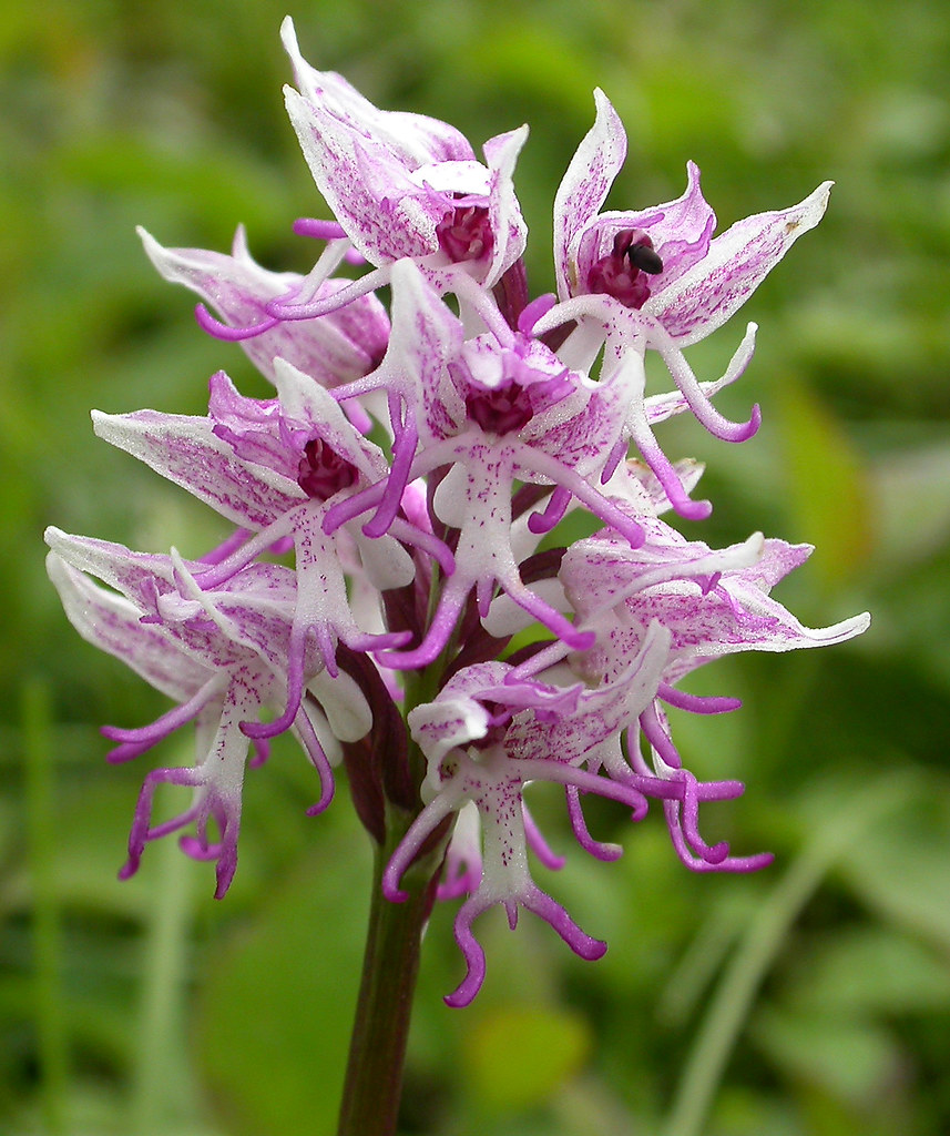 Monkey Orchid (Orchis simia) Complete flower head [with a … Flickr