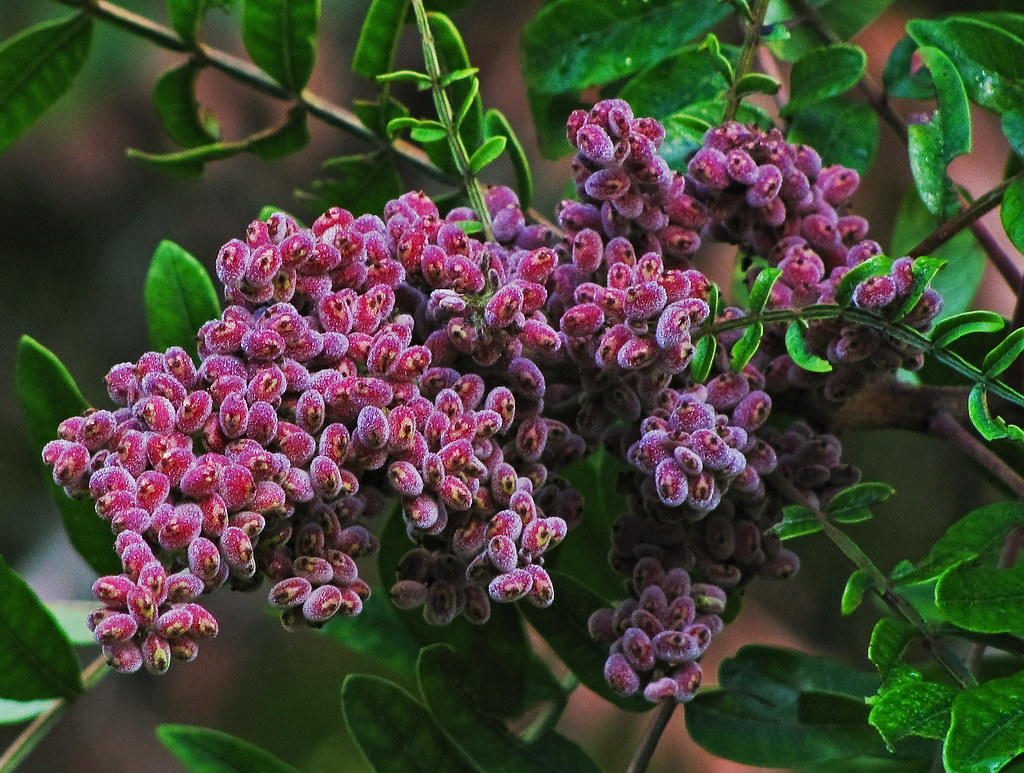 purple berries of Sumac Sumac (pronounced /ˈʃuːmæk/ or /ˈs… Flickr