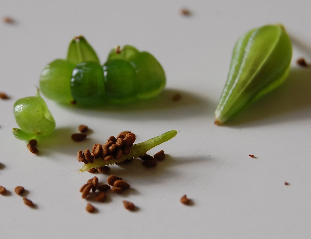Busy Lizzie Seed Pod The pods literally explode shooting t… Flickr