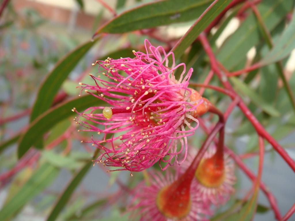 Eucalypt flower Louisa Billeter Flickr