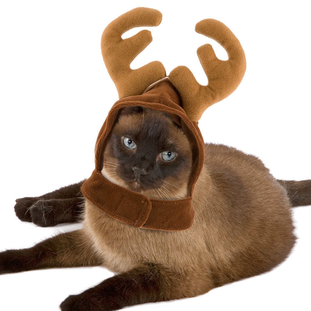 Reindeer Antlers for Cats This holiday season, pets have a… Flickr