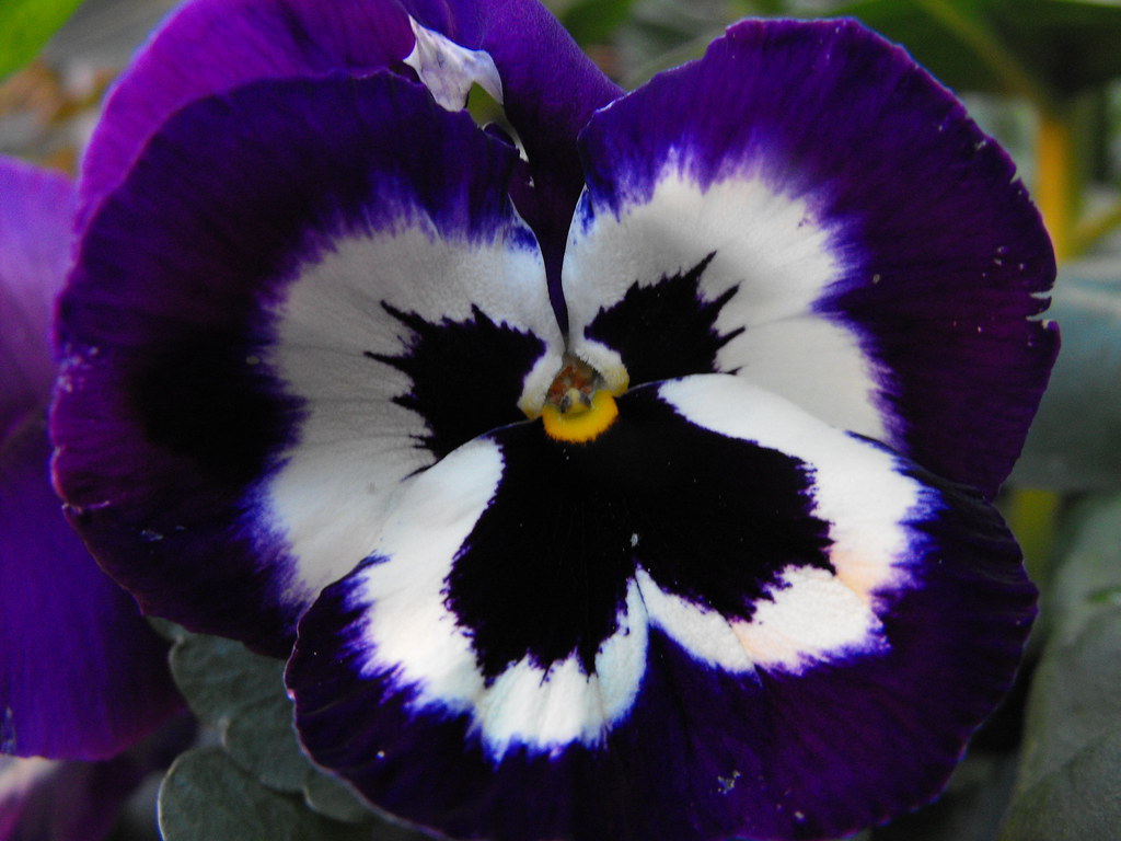 Purple flower with a white and dark purple center Tim Harper Flickr
