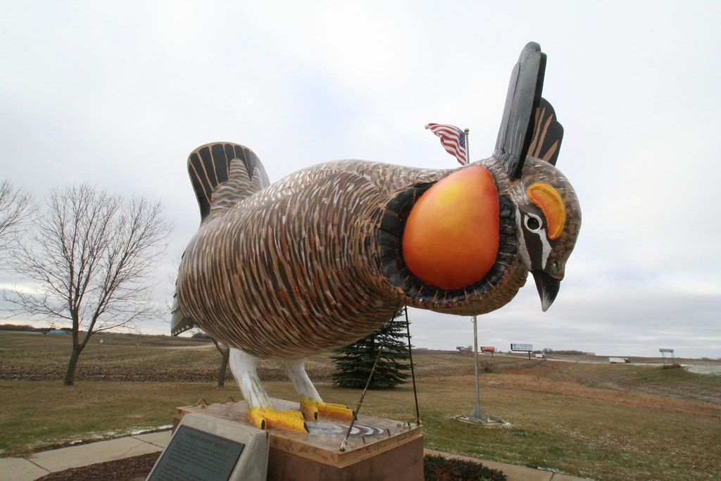 World's Largest "Booming" Prairie Chicken Rothsay, MN anglerove