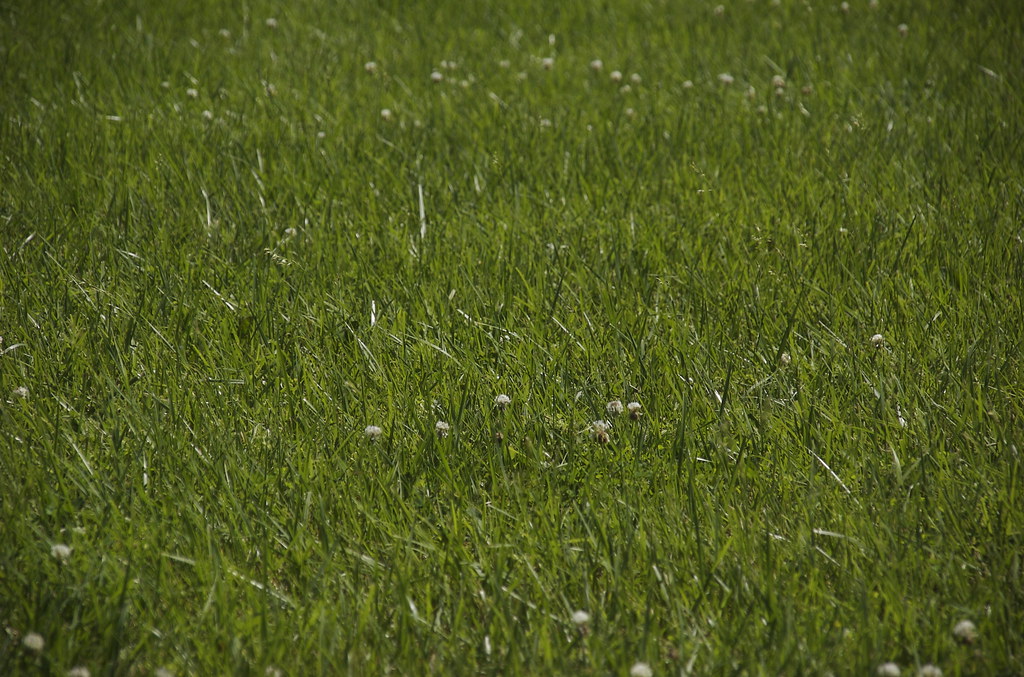 There's Grass In Kansas Who knew? I thought that everyone … Flickr