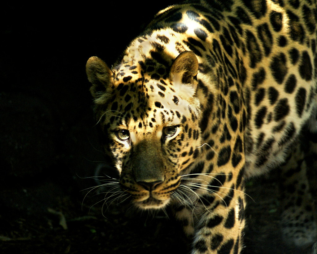 Leopard eyes The Amur Leopard (Panthera pardus orientalis … Flickr