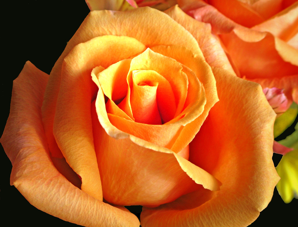 All sizes Rose in Full Bloom Flickr Photo Sharing!