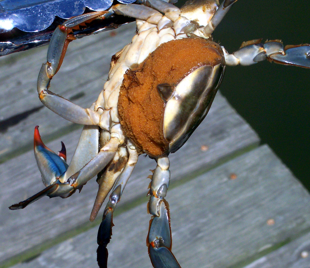 World record blue crab