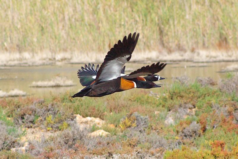 IMGP0760 Australian Shelduck Mountain Duck. These ducks … Flickr
