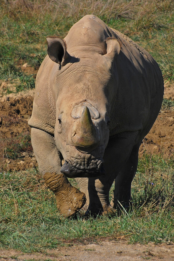 White Rhino Charge How Fast Can You Run??? OK not really… Flickr