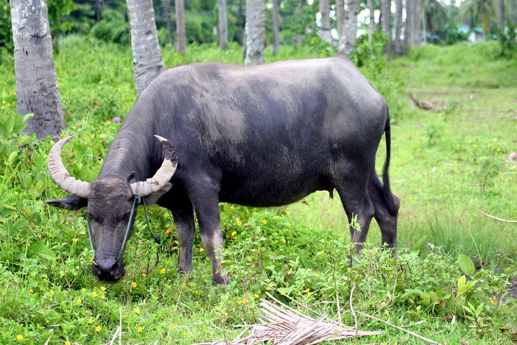 2008 07 15 (72e) Carabao Bacolod300d10 2008 Cow Caraba… Flickr
