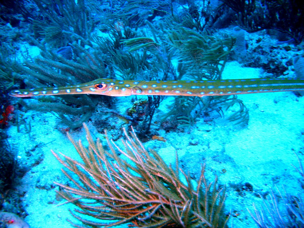 blue spotted Michael Kirby Flickr