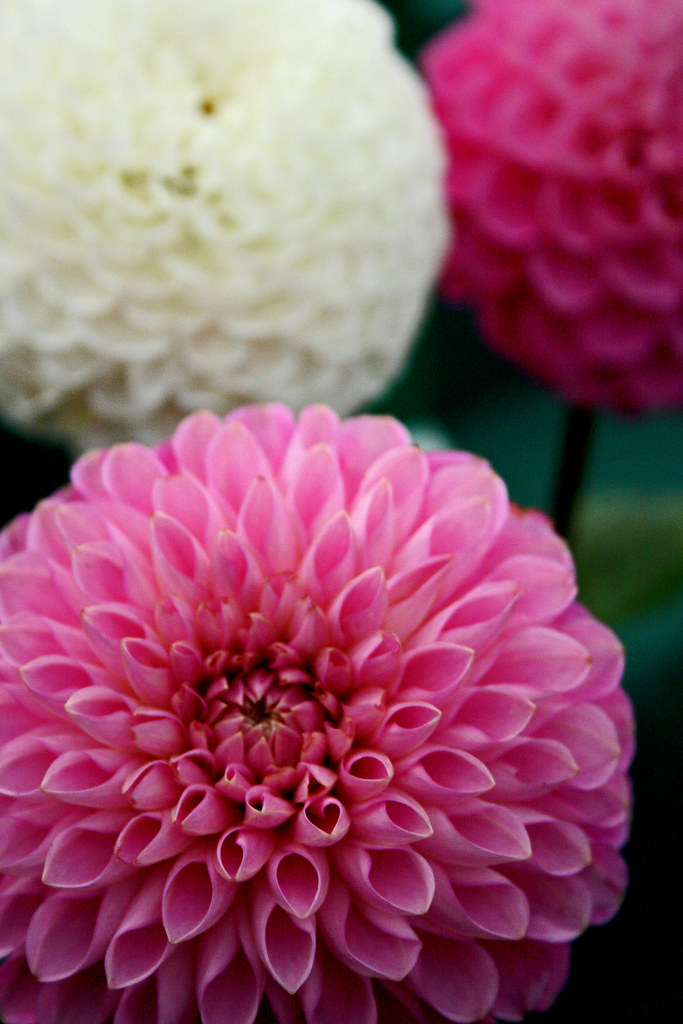 Puffy flower type things.. DaveMontPhotography Flickr