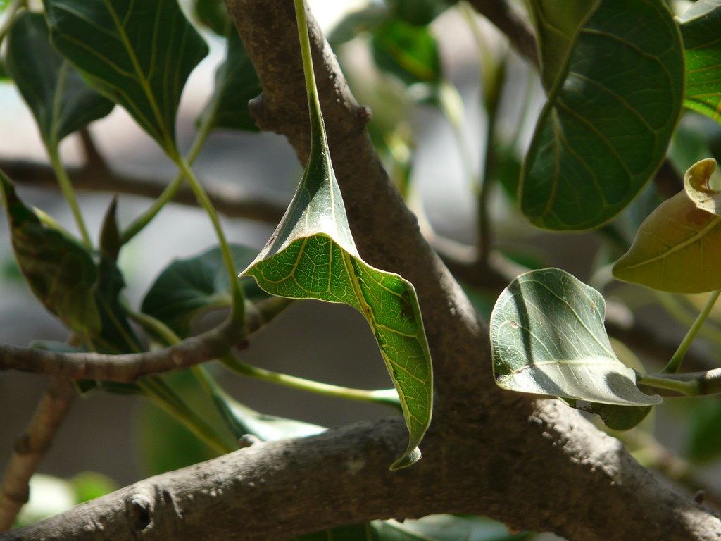 Krishnavad (Marathi कृष्णवड) Moraceae (mulberry family) »… Flickr