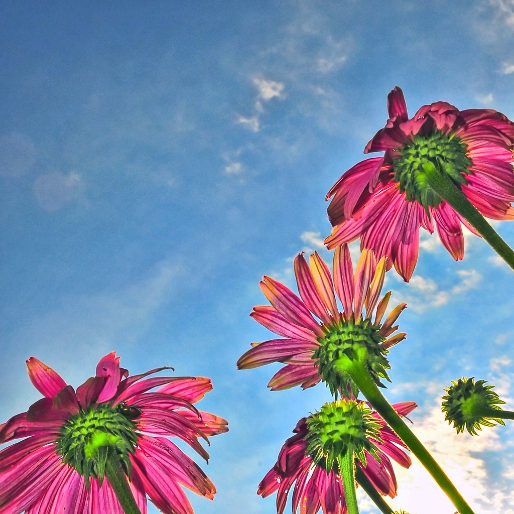 Flowers in the Sun (Explored) View Large On Black This pic… Flickr