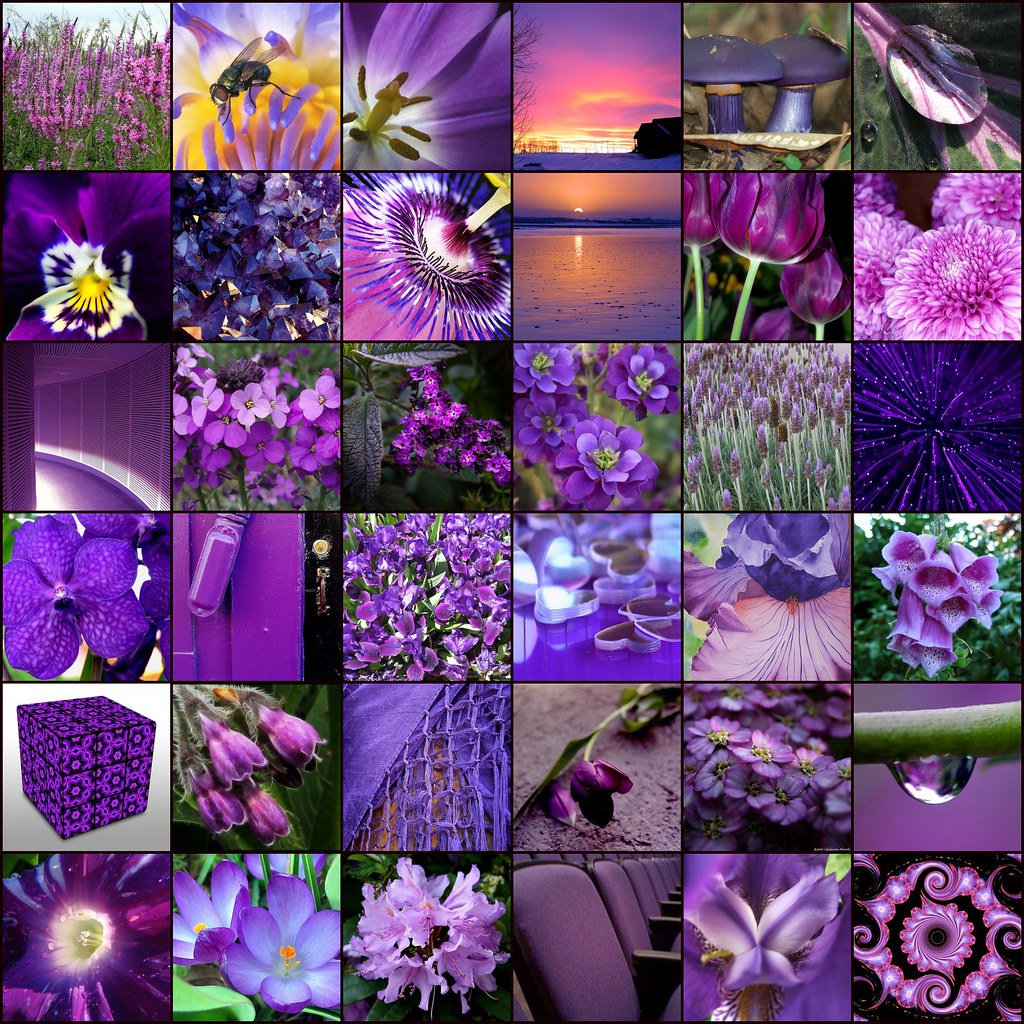 Purple 1. Pink and Purple, 2. Flickr