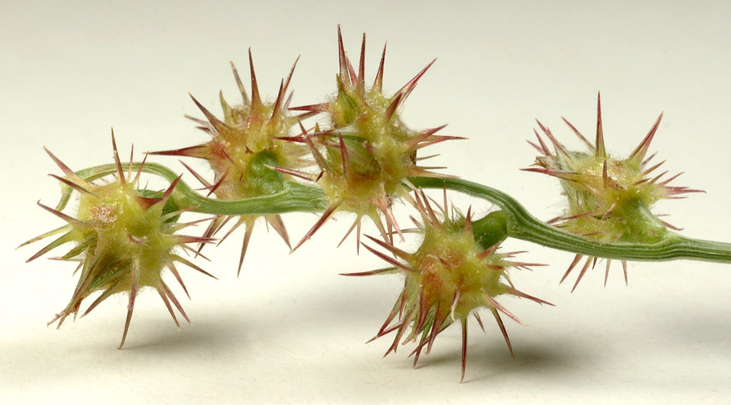 common sandbur Weedy annual grass of dry sandy soils in op… Flickr