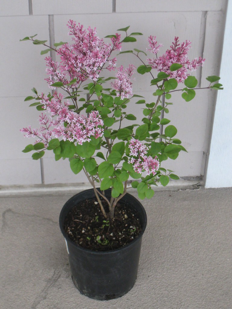 My dwarf lilac 'Tinkerbelle' With this plant you can see h… Flickr