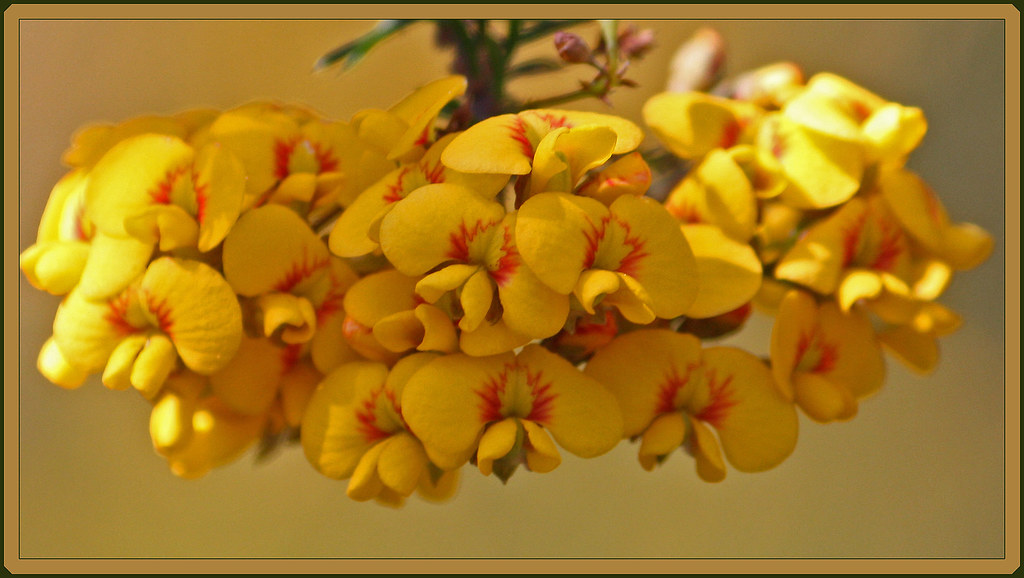 Bacon and Egg Flower I'm not sure which wildflower this is… Flickr