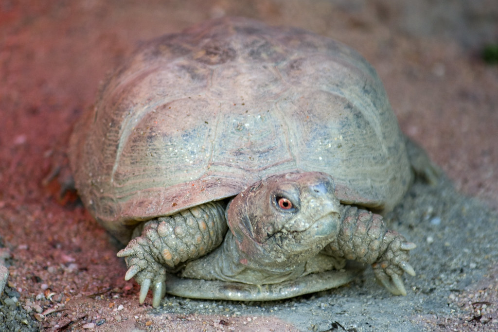 Desert Box Turtles North Carolina Zoo in Asheboro, NC 112…