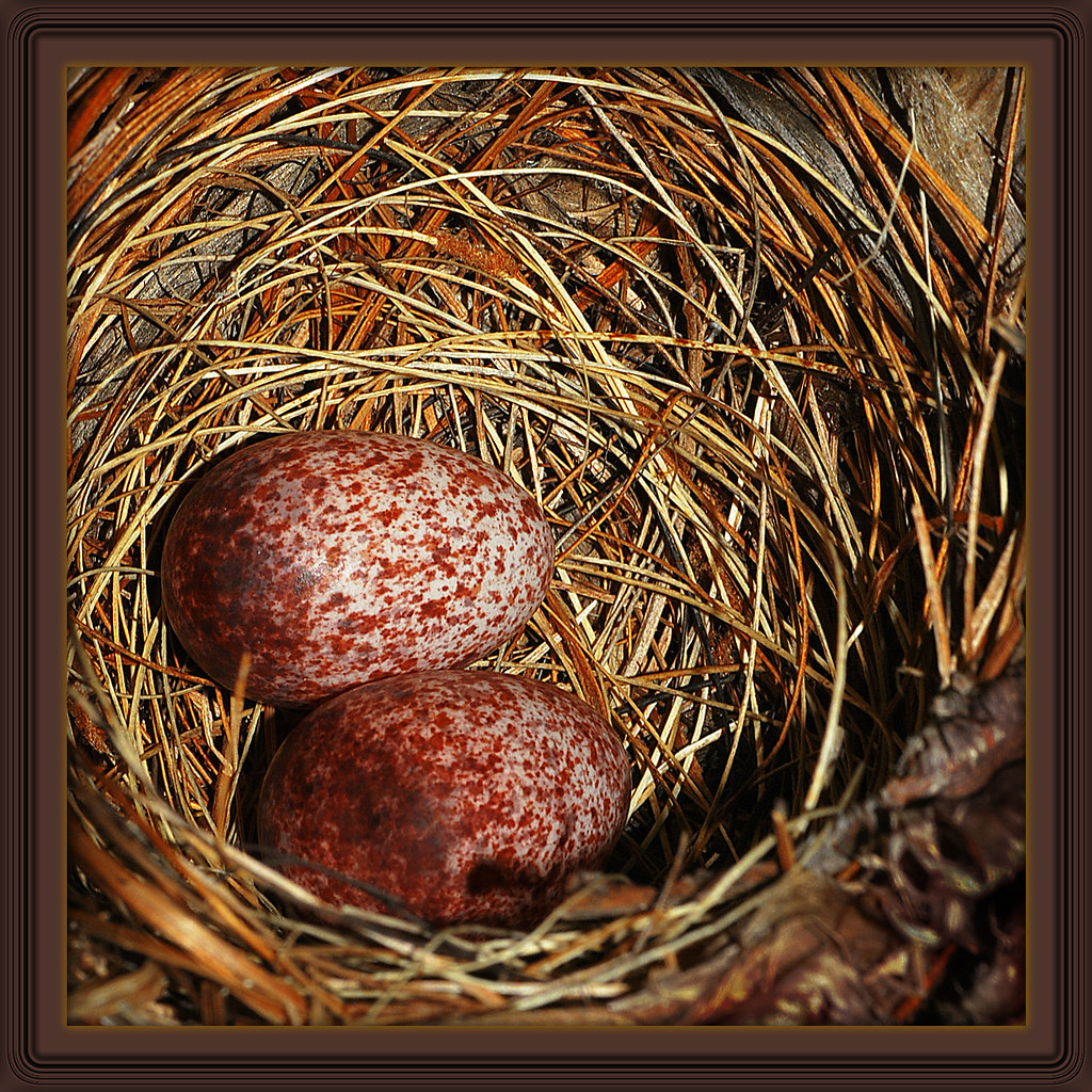 YellowVented Bulbul's Eggs I've found these eggs in our g… Flickr