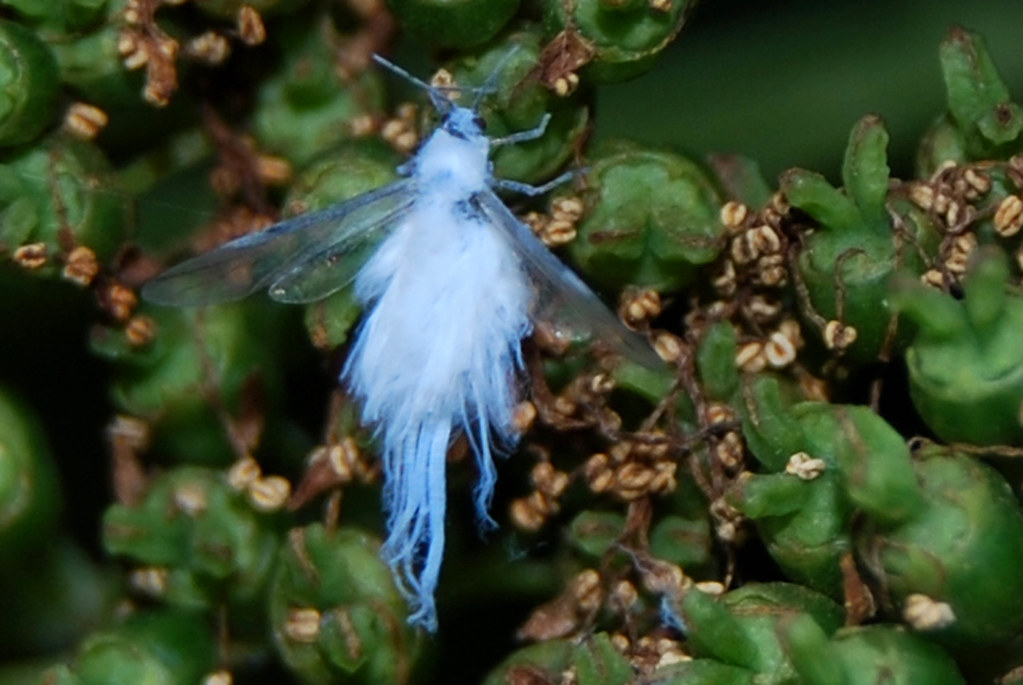 It's a Fairy! Actually, it's a woolly aphid but it was one… Flickr