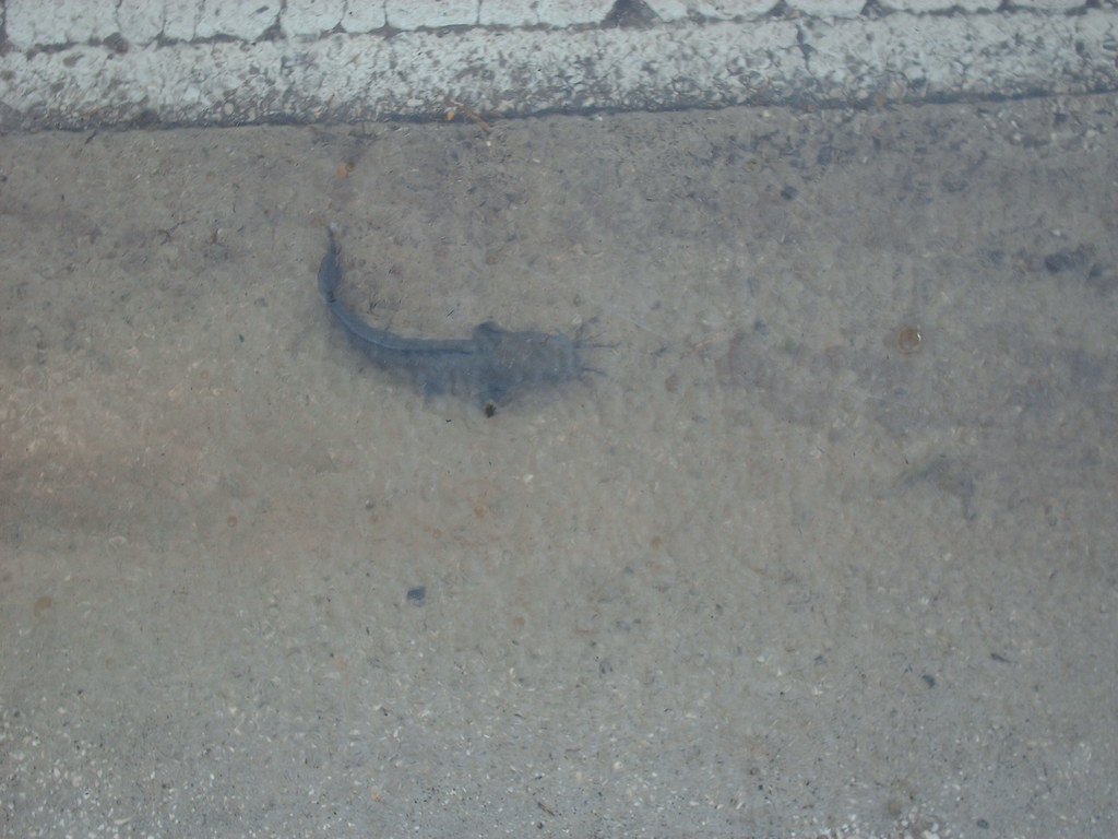 Catfish (?) swimming down Lake Washington Rd. near U.S. 1 Flickr