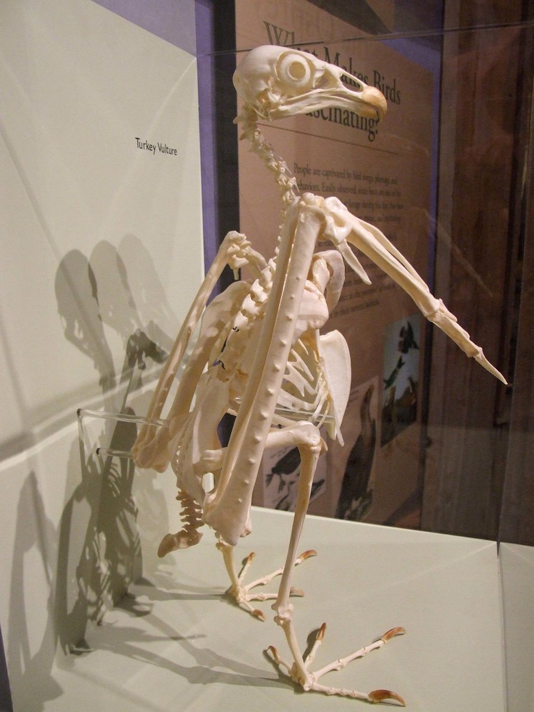 Turkey Vulture This is the side view of the skeleton of a … Flickr