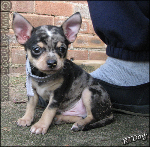 Baby Barty Blue Merle Chihuahua Puppy Portrait When