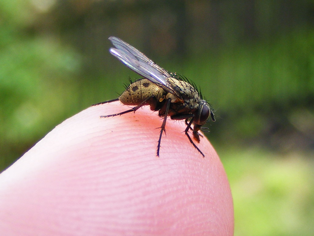 Ugly Fly. Very ugly fly who took a liking to me. Wandering… Flickr