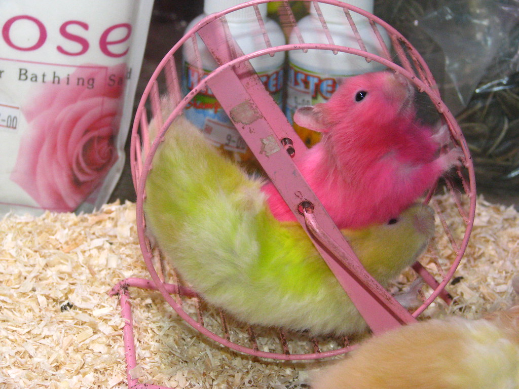 Dye your hamster You can buy highlighter pink or highlight… Flickr