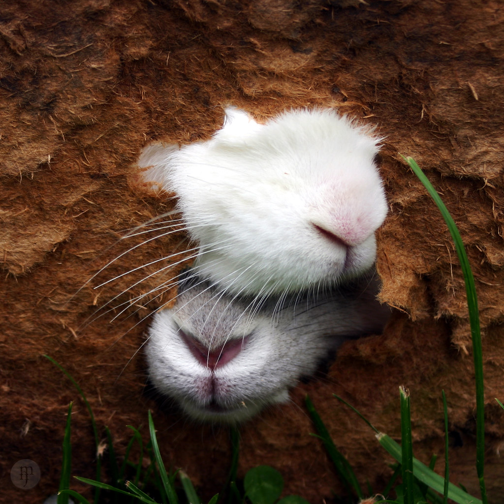 bunny break out bunnies make a bid for freedom! And those … Flickr