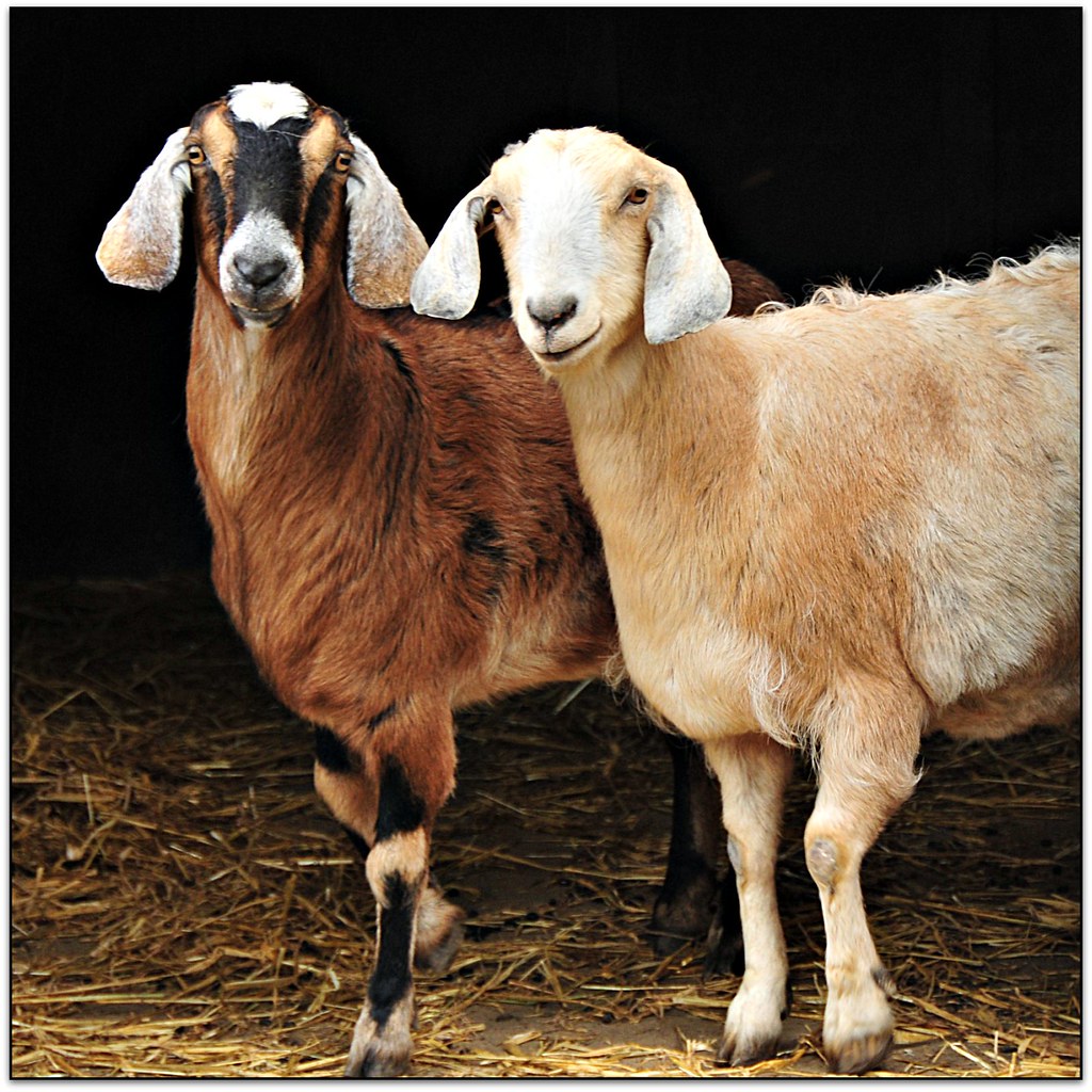 AngloNubian Goats The AngloNubian breed originated in En… Flickr