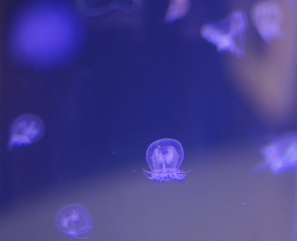 Jellyfish enjoy my portrait lens These jellyfish were in a… Flickr
