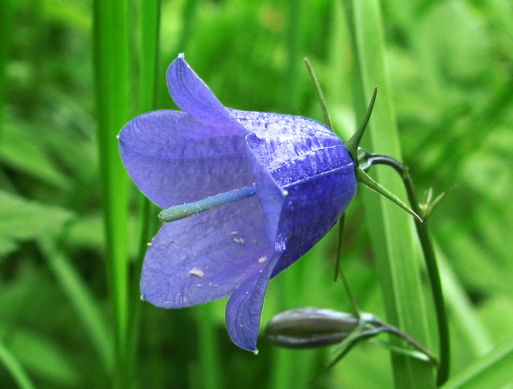 Blue bellflower I shot it in the mountains of Switzerland … Flickr