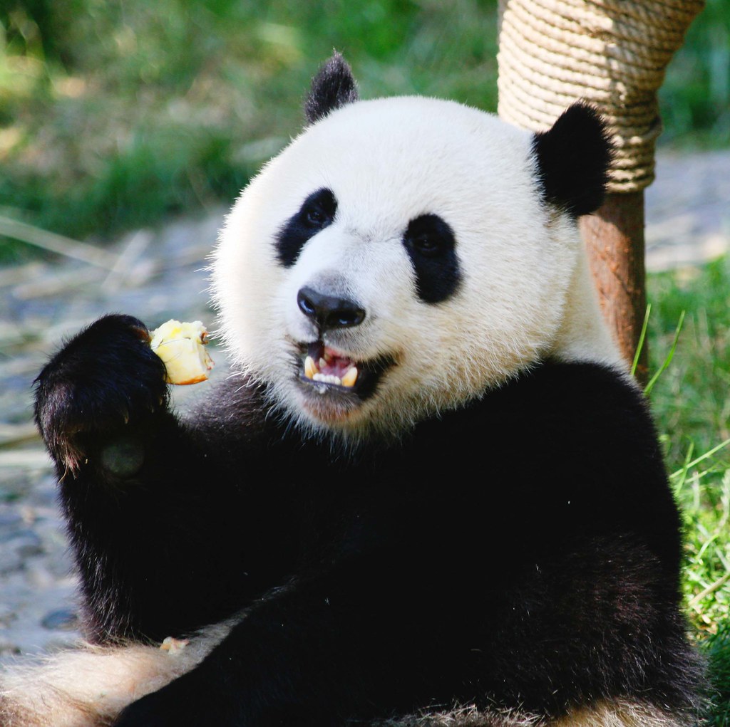 Giant Panda Bear Eating Apples This Panda lives in the Che… Flickr