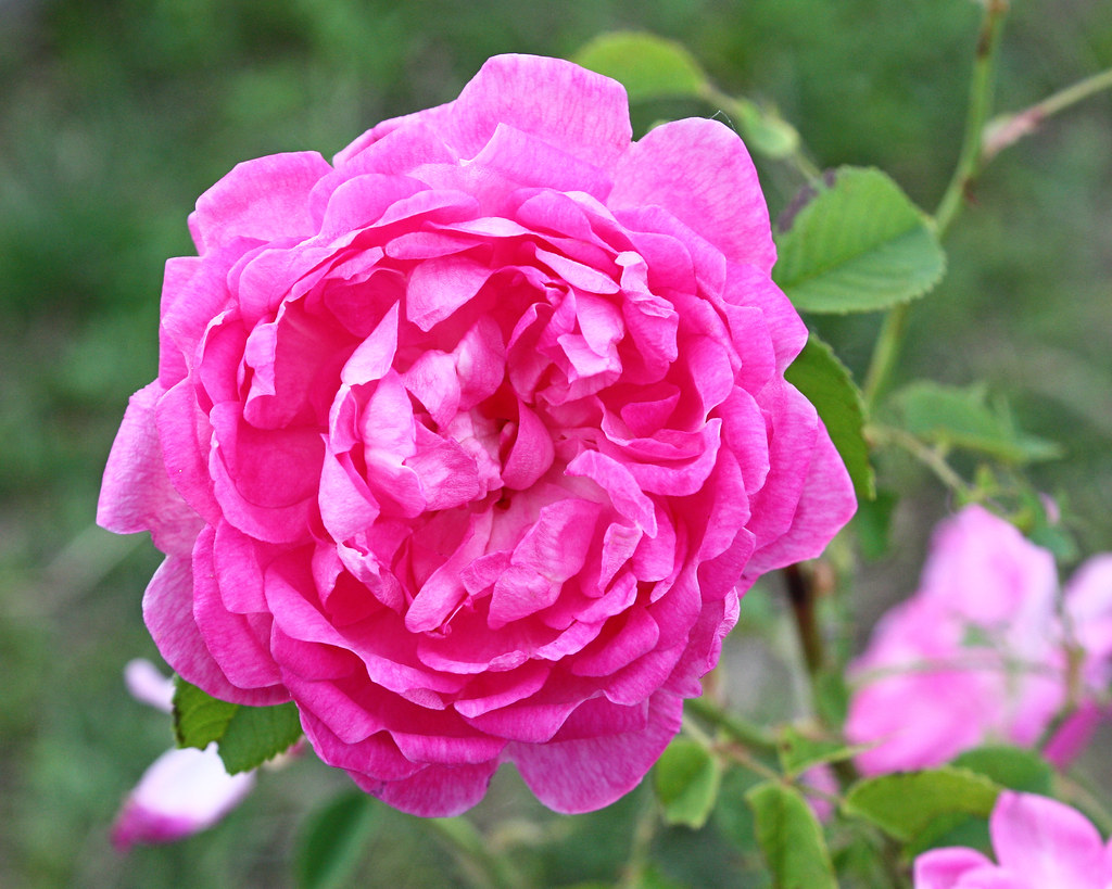 Old fashioned roses These are my "Kansas" roses, they have… Flickr
