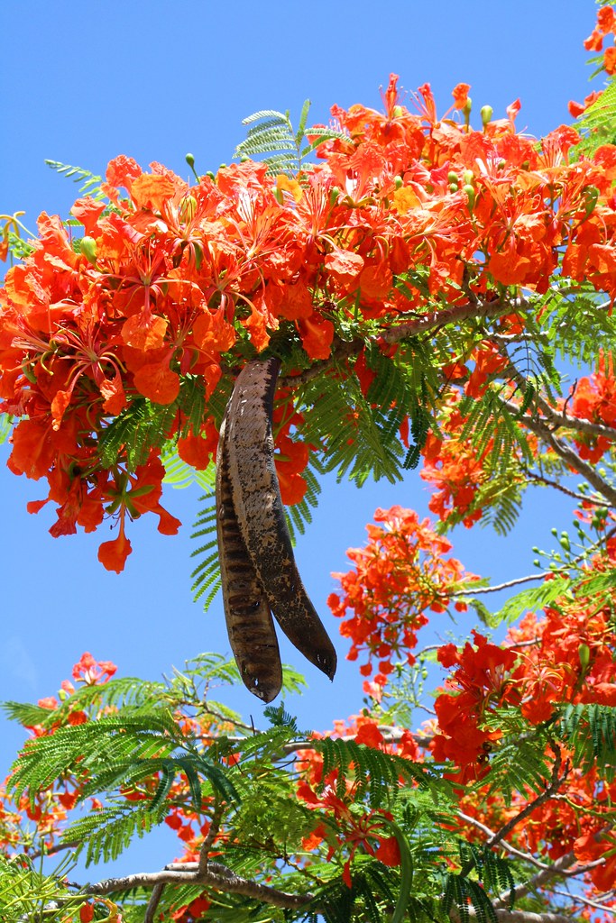 flame tree festival saipan 2023 Saipan Flame tree A close up of the flame tree flower and … lorliw Flickr
