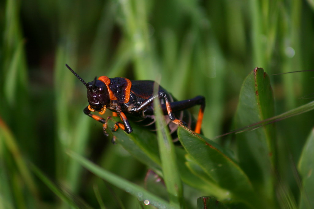 poisonous cricket David Marshall Flickr