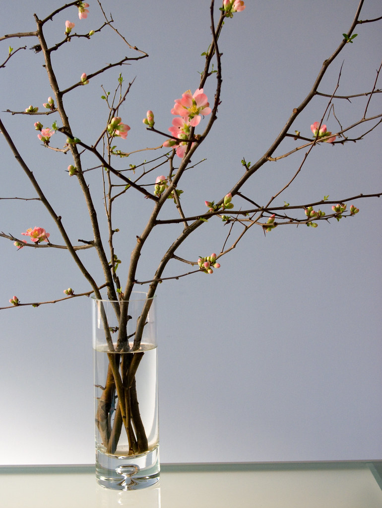 Flowering Quince Early blooms on flowering quince branches… Michael