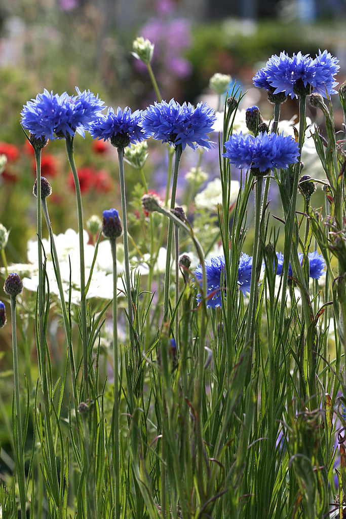 "Bachelor Buttons " Centaurea cyanus 'Blue Boy' Annie's Annuals