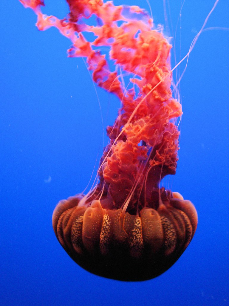 DSC26401, Black Sea Nettle ("Chrysaora Achlyos"), Monterey… Flickr