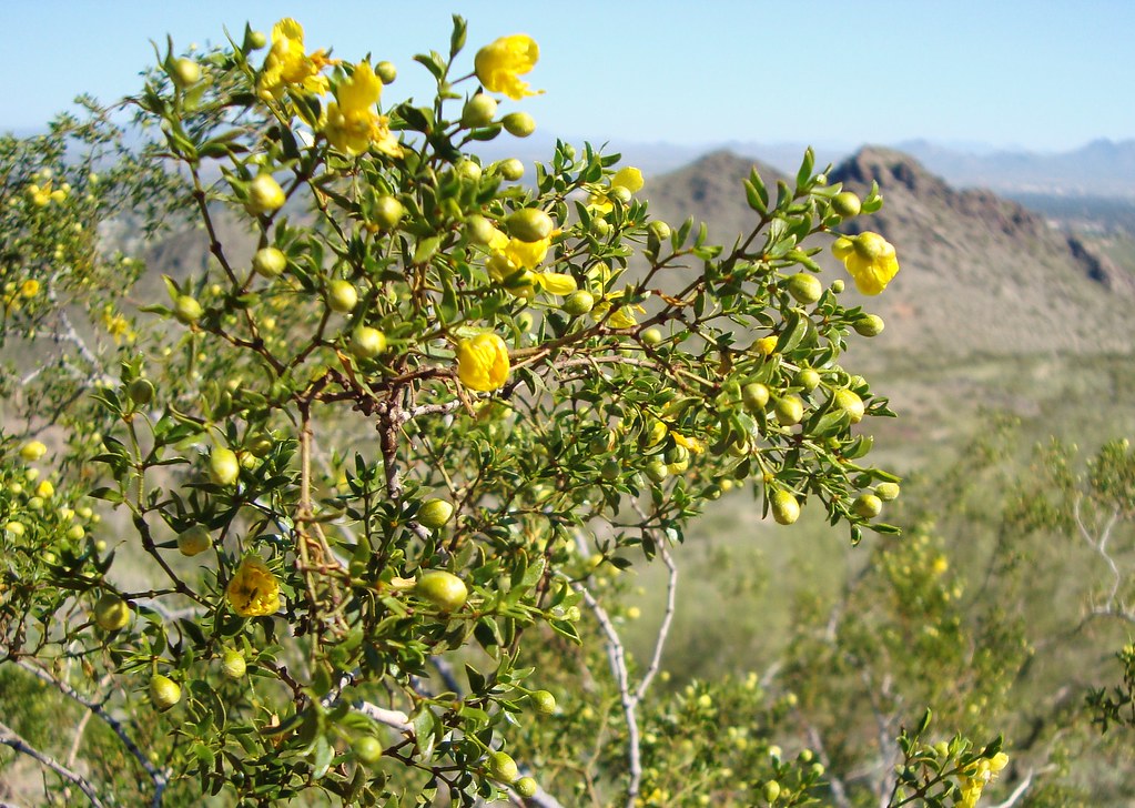 Creosote Bush in bloom End of February and our desert