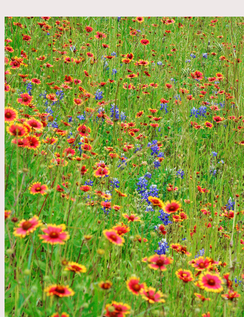 wildflowers wildflowers along the Austin Texas river path Elliot