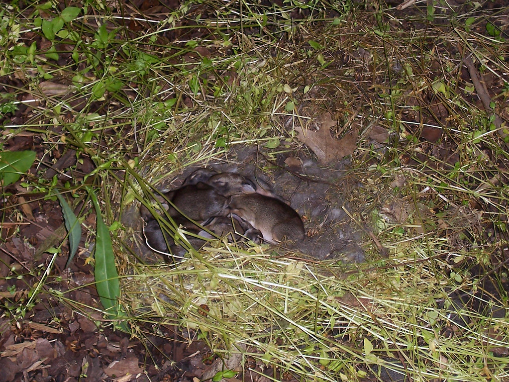 Wild Baby Rabbits In the flower bed in my yard. Denise Mattox Flickr