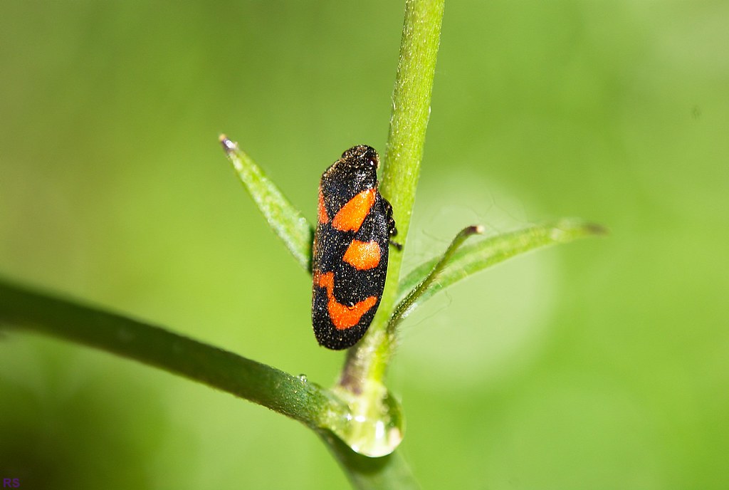 a little unidentified orange and black bug on plant with w… Flickr