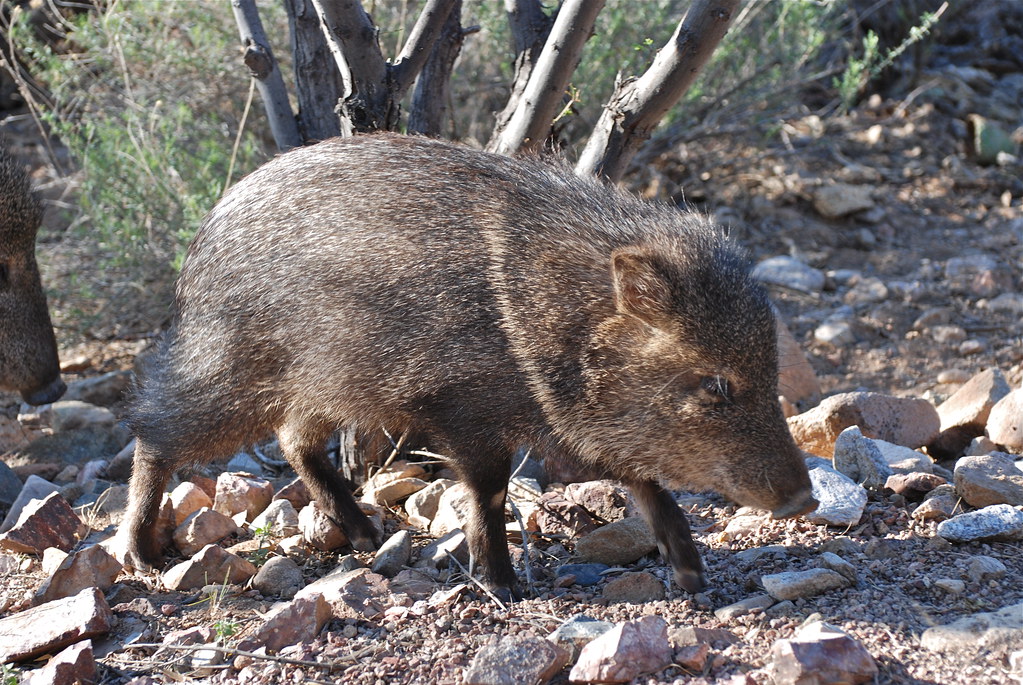 another Javelina in a herd of about 20 animals passing thr… Flickr