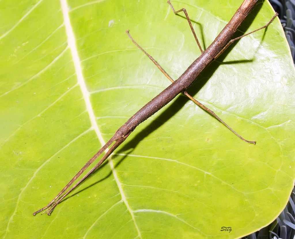 Walking Stick_1971 Indian Stick Insect Carausius morosus a… Flickr