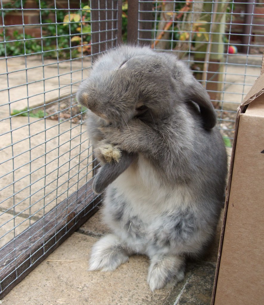 The Warren Bunnies Nosey indulges in a long earcleaning s… The