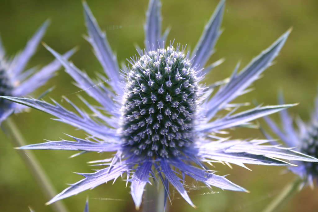 Blue Thistle (Sea Holly) Eryngium Planum Catherine Murphy Flickr